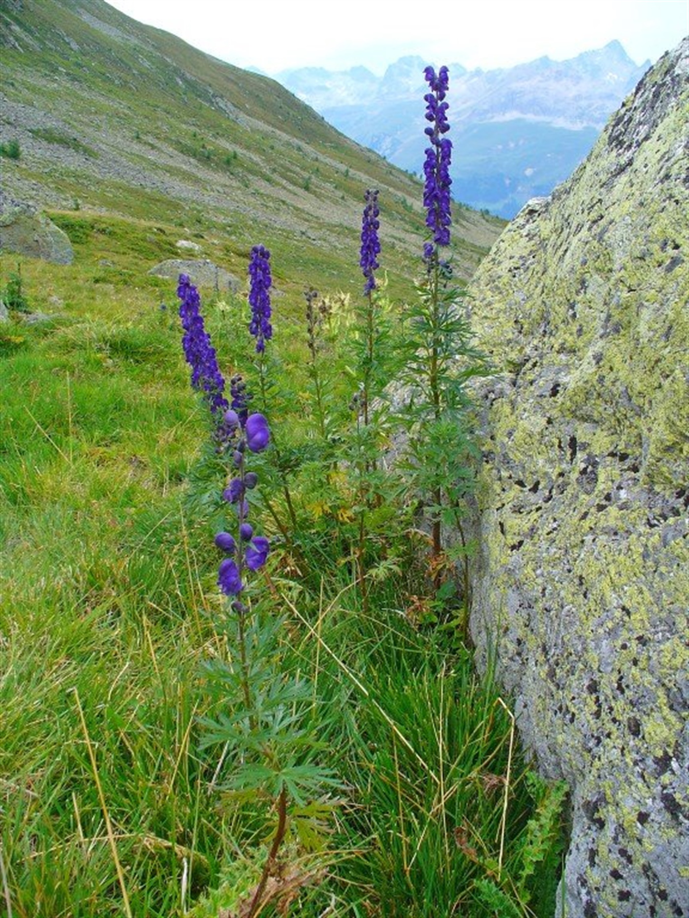 Spašavanje otrovane planinarke